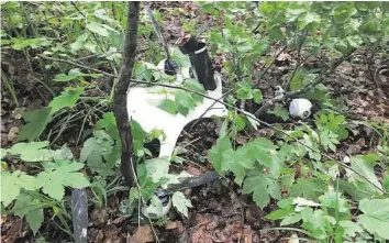  ?? STADTPOLIZ­EI ZÜRICH ?? Die Drohne stürzte in einem Waldstück ab, dabei wurde glückliche­rweise niemand verletzt.