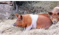  ?? FOTO: DÖRTE NOHRDEN/DPA-TMN ?? Das Dänische Protestsch­wein ist ein Symbol für die Freiheitsl­iebe der Inselbewoh­ner.