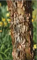  ??  ?? Above: The rough, flaky bark of a paperbark maple. Top: Daffodils and tulips abound in the front yard.