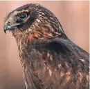  ??  ?? Hen harriers are persecuted.