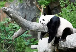  ??  ?? Paws for a moment: Mei Xiang enjoying an afternoon nap at the National Zoo in Washington. — Reuters