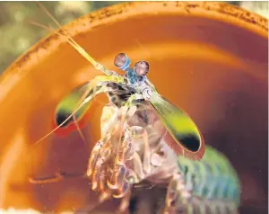  ?? Picture: PA. See Sport, page 44. ?? A mantis shrimp at Sea Life Blackpool with a lightning fast punch is the latest tiny creature to gain boxing fame after being renamed Anthony Joshua, catching visitors’ eye with his speedy jab.