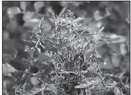  ?? Special to the Democrat-Gazette/JANET B. CARSON ?? Rose rosette virus can cause red stems, excessive thorniness, distorted or mottled leaves, or bunchy growth — witches’ broom. If you see symptoms on more than one branch, the entire plant needs to be removed — roots and all.