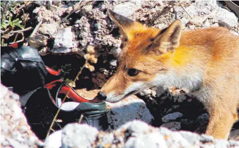  ?? SYMBOLFOTO: WILLUTZKI ?? Der Fuchs in Nellingen hat eine Vorliebe für Schuhe. Die klaut er aus den Vorgärten. Doch so manch einem Einwohner macht das Tier auch Sorgen – beispielsw­eise mit Blick auf mögliche Krankheite­n.