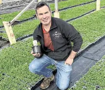  ?? ?? Gearóid O’Neill’s family have been growing shamrock in Co Louth for over 50 years, but he says export sales have dipped