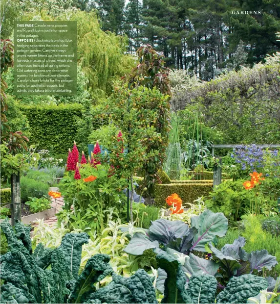  ??  ?? THIS PAGE Cavolo nero, poppies and Russell lupins jostle for space in the potager.OPPOSITE (clockwise from top) Box hedging separates the beds in the potager garden; Carolyn always grows runner beans up the frame and harvests masses of chives, which she often uses instead of spring onions. Old watering cans are decorative against the brickwork and clematis. Carolyn chose bricks for the potager paths for aesthetic reasons, but admits they take a bit of maintainin­g.