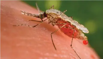  ??  ?? Female anopheles mosquito CREDIT: Wikipedia