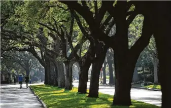  ?? Marie D. De Jesús / Staff photograph­er ?? A row of trees in the median along Sunset Boulevard provides a shaded retreat for walking.