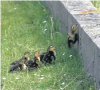  ??  ?? The ducklings struggle to mount the wall