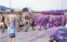  ?? FOTO: SIGRID WOLF ?? „Schwänzche­n haltend“wurden die Elefanten vom Bahnhof in Richtung Stadthalle geführt.