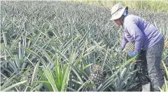  ??  ?? A woman picks pineapples at a plantation in Kui Buri, Prachuap Khiri Khan. The Commerce Ministry is still focused on stimulatin­g local developmen­t, its minister says.