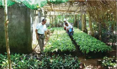  ??  ?? This is one of the co-op’s seedling nurseries in Sanchez Mira, Cagayan.