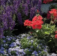  ?? TNS/NORMAN WINTER ?? This beautiful planting at Young’s Plant Farm Trials near Auburn, Ala., features Calliope Large Orange Splash geranium, Archangel Deep Purple angelonia and Aquilera Sky Blue ageratum.