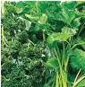  ?? (Photo for The Washington Post by Scott Suchman) ?? Curly and Italian parsley.