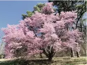  ?? FRITZ HAHN Washington Post ?? An Okame flowering cherry tree blooms at Stop 12 on the Cherry Tree Self-Guided Tour at the National Arboretum in Washington.