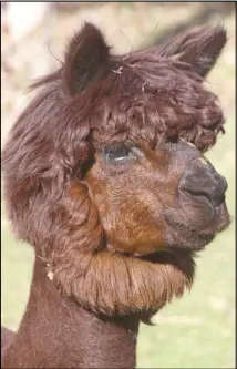  ?? LYNN CURWIN/TRURO NEWS ?? Alpacas enjoy being out in the sun. Because days are shorter here than in their native South America, their feed must be supplement­ed with vitamin D to prevent them from getting rickets.