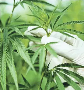  ?? GETTY IMAGES ?? A scientist takes care of cannabis plants.