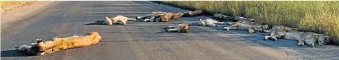  ?? Picture: Richard Sowry ?? A pride of lions soak up the sun on the tarmac just outside Orpen rest camp at Kruger National Park..