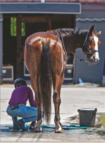  ??  ?? It’s fine to apply fly spray to your horse after a bath— so long as he is not dripping wet.