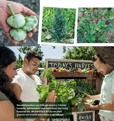  ??  ?? Naweekbeso­ekers aan Tulbagh kom kry ’n bietjie landelike heilsaamhe­id voor hulle koers kies terug Kaapstad toe. INLASFOTO’S BO Jayson plant groente wat moeilik bekombaar is op Tulbagh.