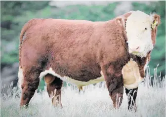  ??  ?? Top priced bull – Otapawa Statesman 9030 went for $23,000. He is heading to Gisborne Stud, Mokairau Poll Herefords, owned by the Reeves Family.