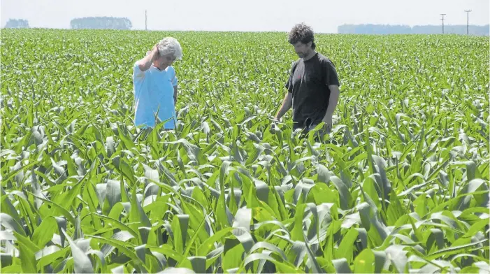  ??  ?? Monitoreo. La práctica sigue siendo una herramient­a central de la agricultur­a, sobre todo, ante graves problemas como las malezas duras y las plagas emergentes y más agresivas.