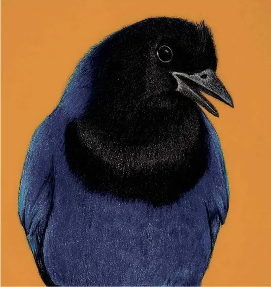  ?? Noris Lima/divulgação ?? Ilustração de Noris Lima para a capa do livro ‘A Inteligênc­ia das Aves’, de Jennifer Ackerman, publicada no Brasil pela editora Fósforo