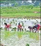  ?? PTI ?? The monsoon is expected to restrict agricultur­al activities in the rural sector.