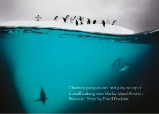  ??  ?? chinstrap penguins rest and play on top of a small iceberg near Danko island antarctic Peninsula. Photo by David Doubilet