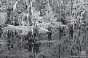  ?? Texas Parks and Wildlife ?? ■ Bald cypress trees draped with Spanish moss tower over the maze of bayous, sloughs and ponds of the 26,810-acre Caddo Lake.