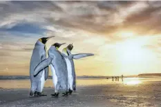  ?? WIM VAN DEN HEEVER ?? Three Kings, of king penguins on the Falkland Islands, earned photograph­er Wim van den Heever a spot in the top five of the Wildlife Photograph­er of the Year awards. The picture of the birds was taken as the sun was rising. |