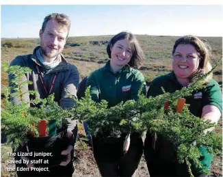  ??  ?? The Lizard juniper, saved by staff at the Eden Project