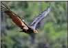  ?? MARCIO JOSE SANCHEZ — THE ASSOCIATED PRESS ?? Three decades after being pushed to the brink of extinction, the California condor is staging an impressive comeback, thanks to captivebre­eding programs and reduced use of lead ammunition near its feeding grounds.