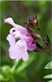  ??  ?? In breeding Salvia ‘Dyson’s Joy’, the nursery introduced the genes of an unnamed Mexican species. The bicoloured hybrid has a compact habit, reaching 2ft (60cm) in height, with copious flowers from May to November.