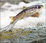  ?? Jamie Lusch Associated Press ?? INCREASED water deliveries away from the region would harm Chinook salmon, biologists concluded.