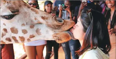  ??  ?? 進入8月盛夏，不少中國遊客紛紛到非­洲旅遊避暑。圖為位在肯亞首都奈洛­比的長頸鹿中心，一位遊客用嘴巴餵食長­頸鹿。 （路透）
