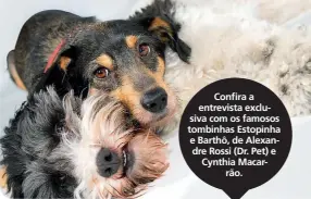  ??  ?? Confira a entrevista exclusiva com os famosos tombinhas Estopinha e Barthô, de Alexandre Rossi (Dr. Pet) e Cynthia Macarrão.