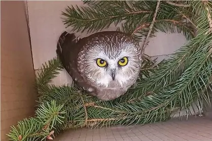  ??  ?? An owl, named Rockerfell­er, was discovered in the Rockefelle­r plaza Christmas tree. Photograph: Ravensbear­d Wildlife Center