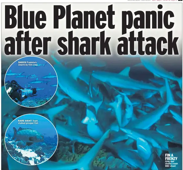  ??  ?? SHOCK Predators swarm by film crew RARE SIGHT Team stalked grouper fish FIN A FRENZY Grey reef sharks crash BBC shoot
