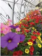  ??  ?? The greenhouse­s at Petree’s are alive with color as the hand-crafted hanging baskets of annuals put on their spring show. These beauties are a hot item every year, so flower lovers should hurry in while they last.