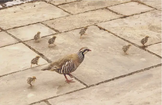  ??  ?? 0 This red-legged partridge and chicks were unexpected guests in Scotsman reader Iain Mcewan’s garden in Pitlochry.