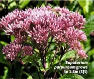  ??  ?? Eupatorium purpureum grows to 1.5m (5ft)