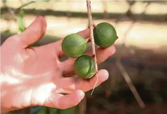  ?? PHOTO: ROWAN SCHINDLER ?? NEW RESEARCH: Harvest window is set to be reduced.