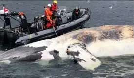  ?? TheCanadia­nPress ?? Researcher­s examine one of the six North Atlantic right whales that have died in the Gulf of St. Lawrence in a recent handout photo.