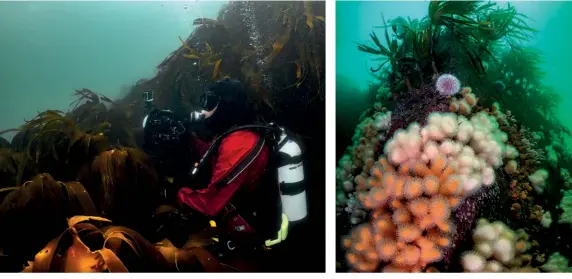  ??  ?? ABOVE Diving among the kelp ABOVE, RIGHT Dead man’s fingers coral BELOW Ready to play now?