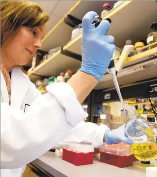  ?? Paul Sakuma Associated Press ?? PROPOSITIO­N 14 would issue $5.5 billion in bonds to finance a state government stem cell research program. Above, Terry Storm works in a stem cell research lab at Stanford University.