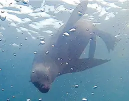  ?? DPA-BILD: Christian Selz ?? Begegnung mit einer Robbe unter Wasser: Die Tiere lieben den Felsen von Duiker Island.