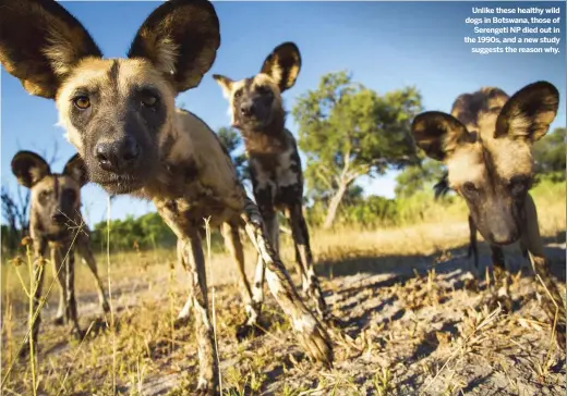  ??  ?? Unlike these healthy wild dogs in Botswana, those of Serengeti NP died out in the 1990s, and a new study suggests the reason why.
