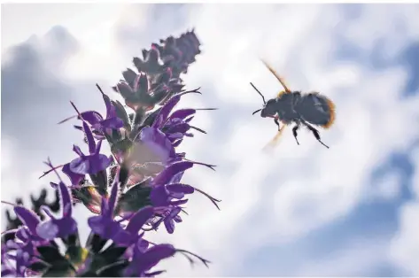  ?? FOTO: FRANK RUMPENHORS­T/DPA ?? Eine Wildbiene fliegt vor dem leicht bewölkten Himmel auf blaue Salbeiblüt­en zu, die als Zierpflanz­en in einem Vorgarten stehen.