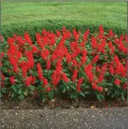  ??  ?? The familiar annual red salvia is a dramatic bedding plant.